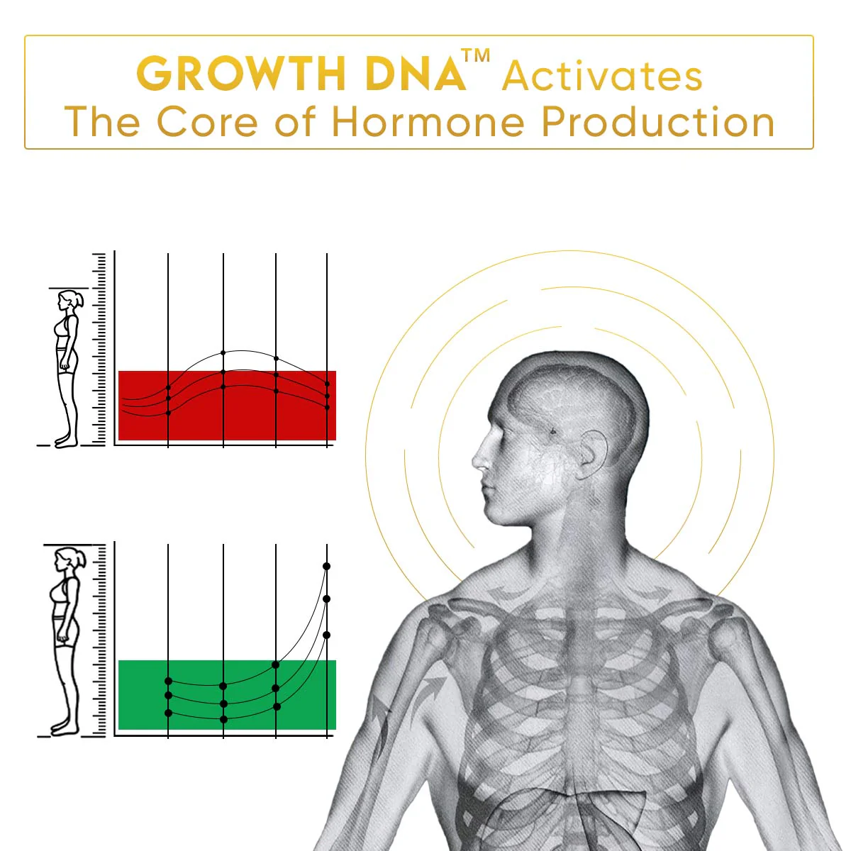 YogaManLab® Growth DNA - Ayurvedic Height Increaser Program | Growth Plate Activator | Guaranteed Results Formula | 100% Natural - Image 14