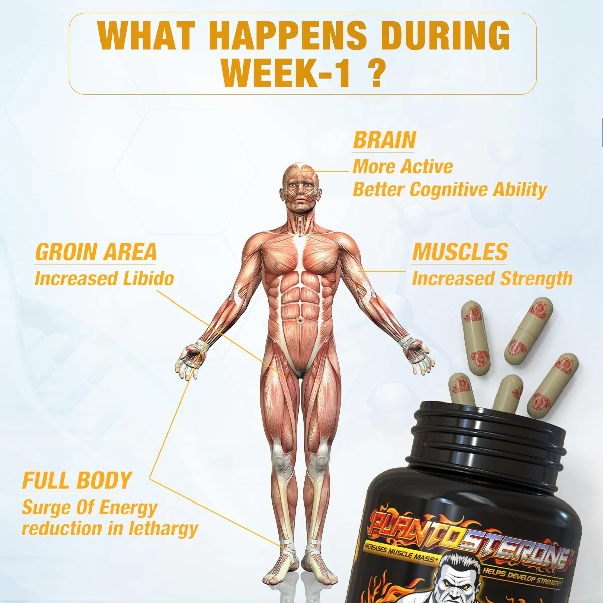 YogaManLab® PLANTOSTERONE - Ayurvedic Muscle Builder & Testosterone Booster | Helps Increase Muscle Size & Body Weight| 100% Natural - Image 12