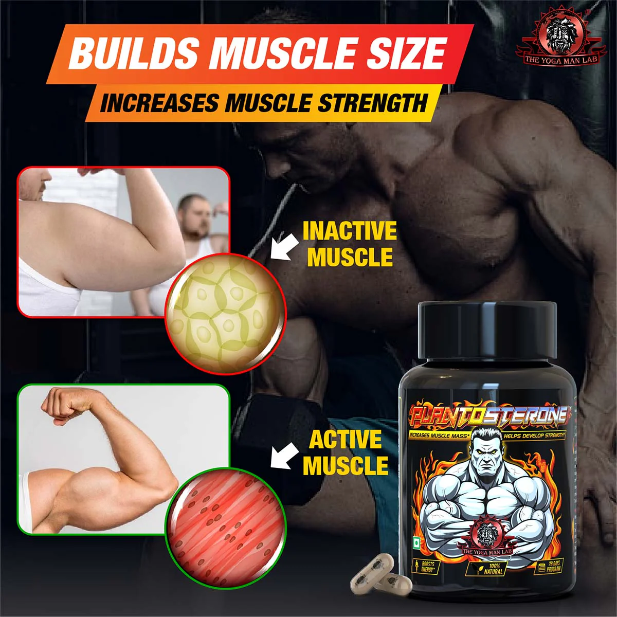 YogaManLab® PLANTOSTERONE - Ayurvedic Muscle Builder & Testosterone Booster | Helps Increase Muscle Size & Body Weight| 100% Natural - Image 16